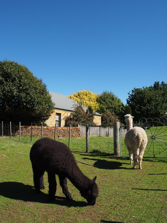 Blackwood Park Cottages Mole Creek 외부 사진